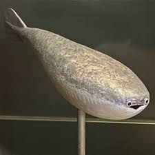 A modern replica of the original stuffed Guatavita Fish exhibit