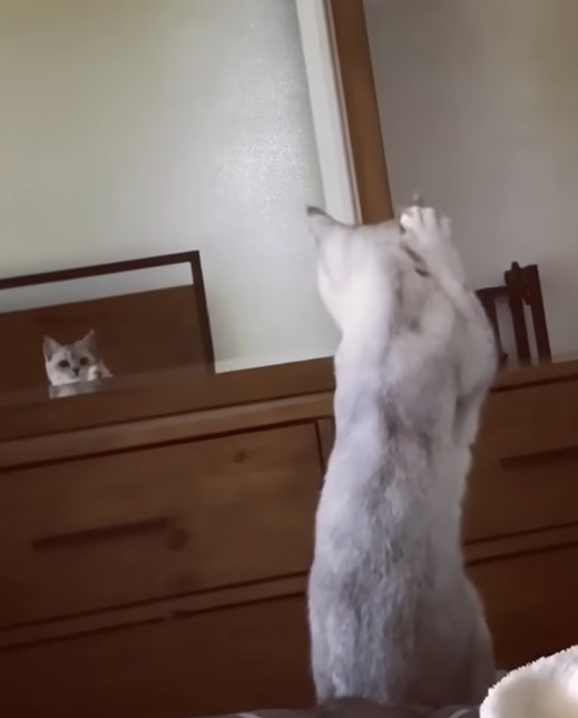 Cute cat touching their ears