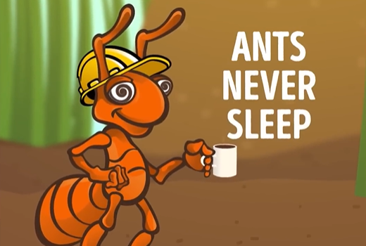 Ants never sleep